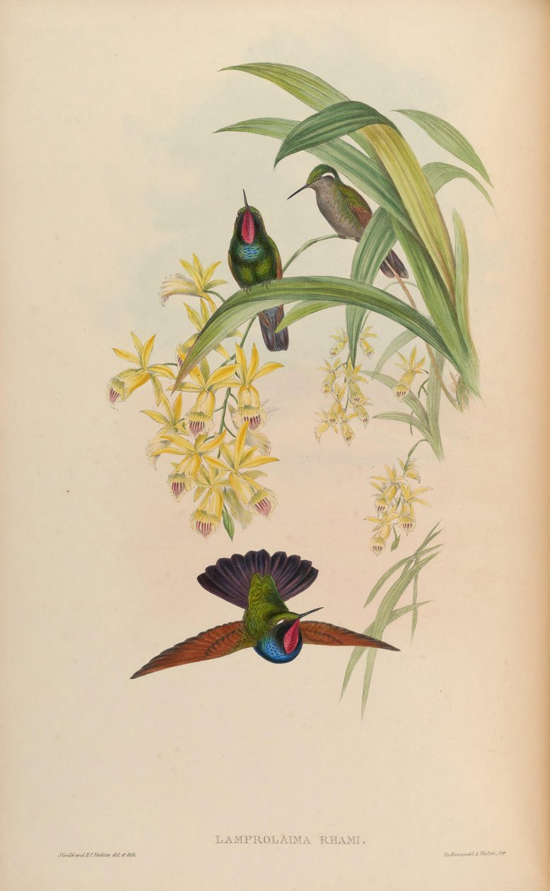 Błyszczący dekolt autorstwa John Gould