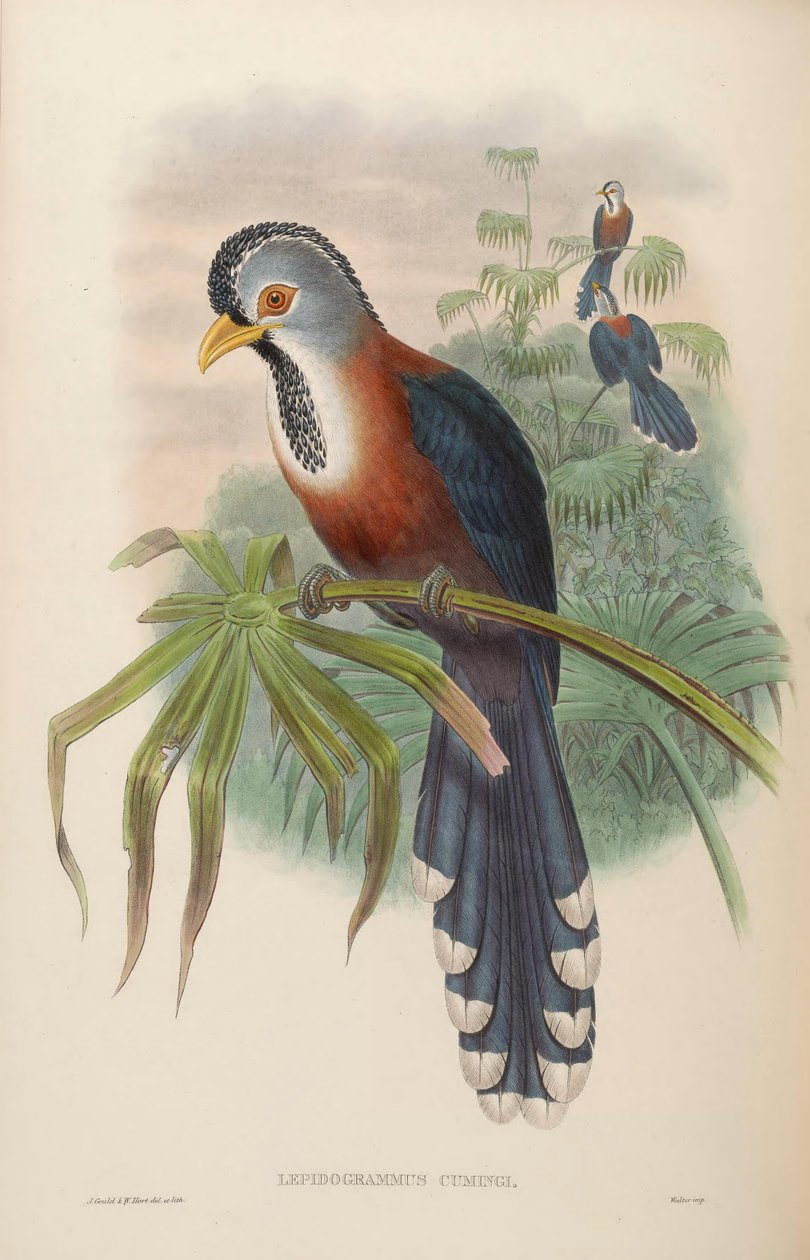 Lepidogrammus cumingi = Dasylophus cumingi autorstwa John Gould