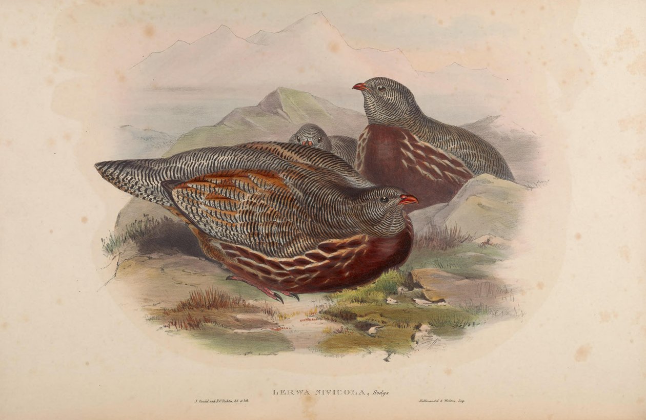 Lerwa nivicola = Lerwa lerwa autorstwa John Gould