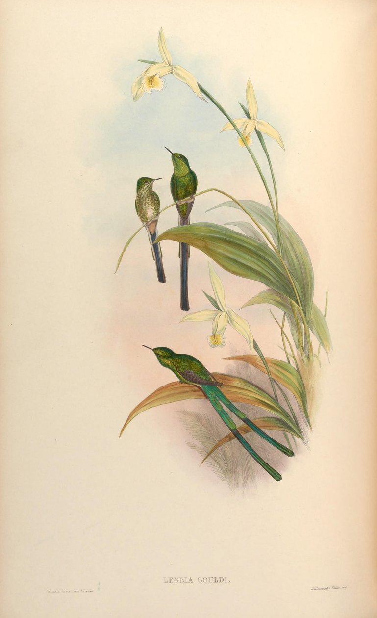 Lesbia gouldi = Lesbia nuna gouldii autorstwa John Gould