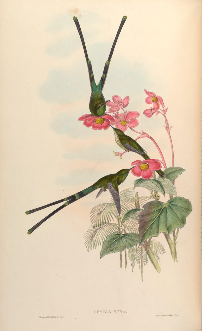 Lesbijki nuna autorstwa John Gould