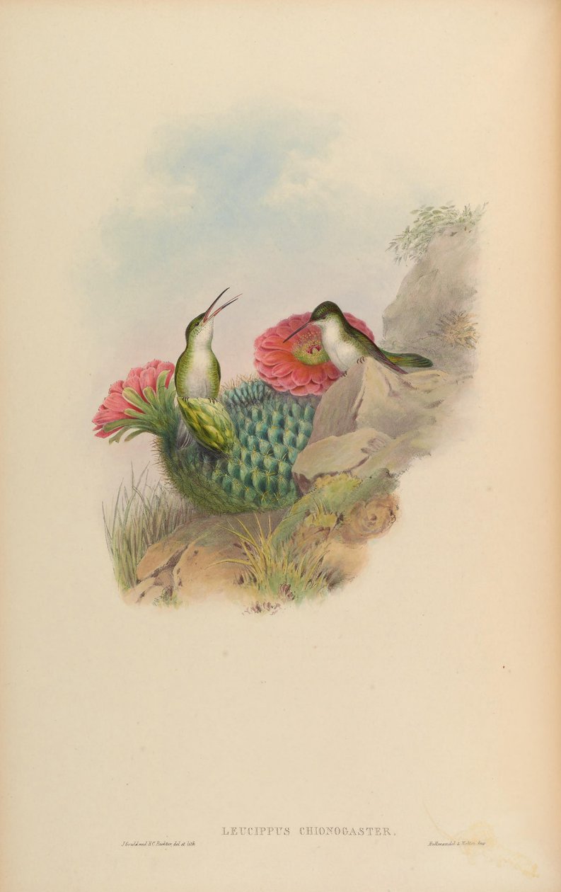 Leucippus chionogaster = Amazilia chionogaster autorstwa John Gould