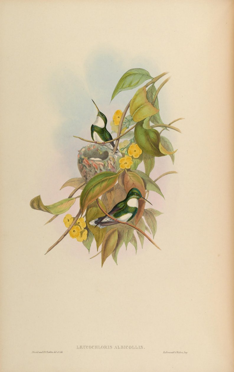 Leucochloris albicollis autorstwa John Gould