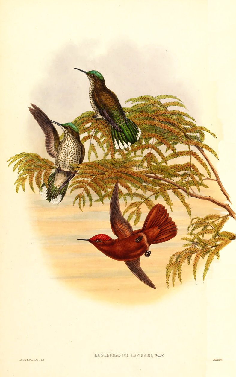 Ognista korona Leybolda (Eustephanus Leyboldi), która jest obecnie synonimem Sephanoides fernandensis leyboldi autorstwa John Gould