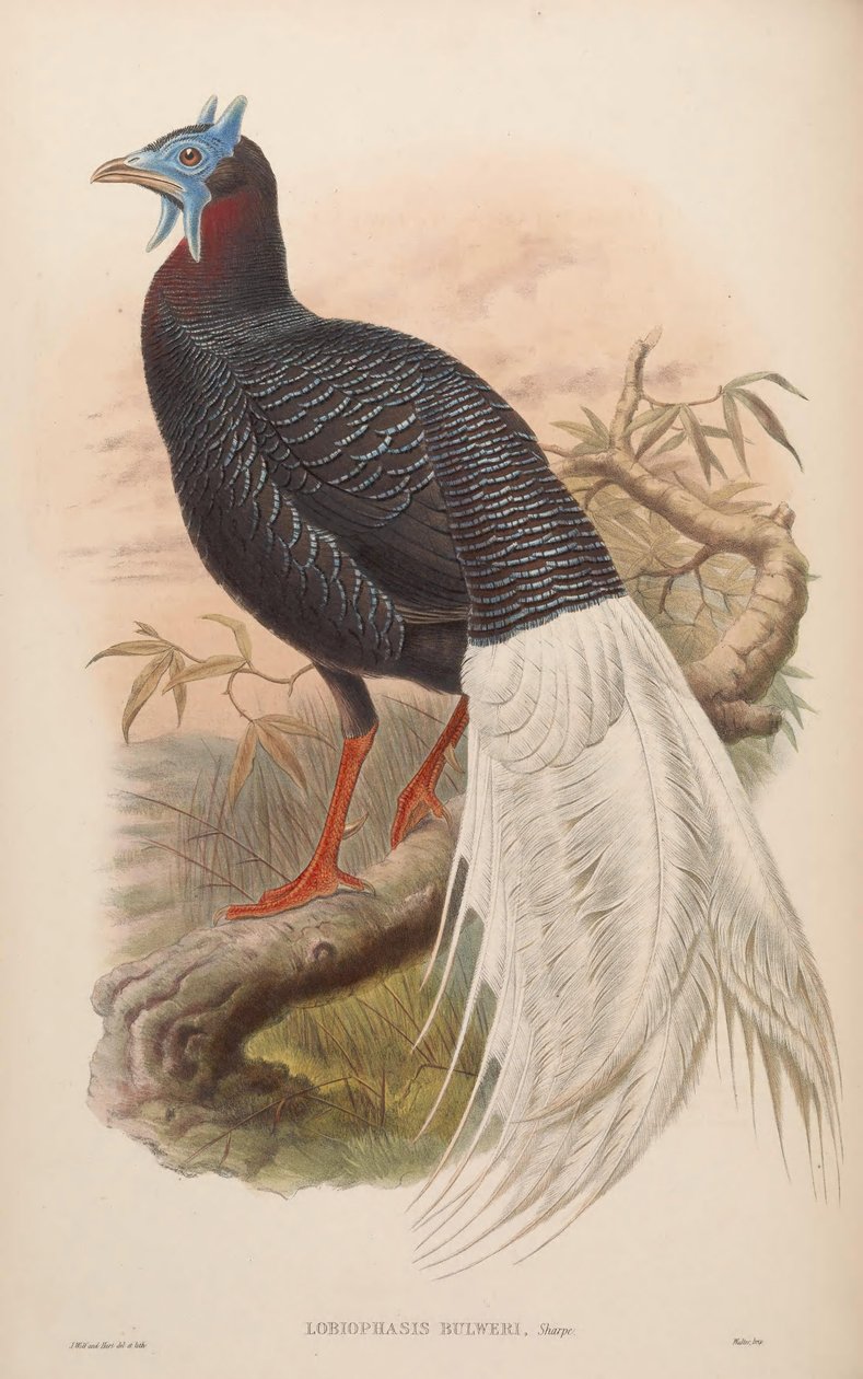 Lobiophasis bulweri = Lophura bulweri autorstwa John Gould