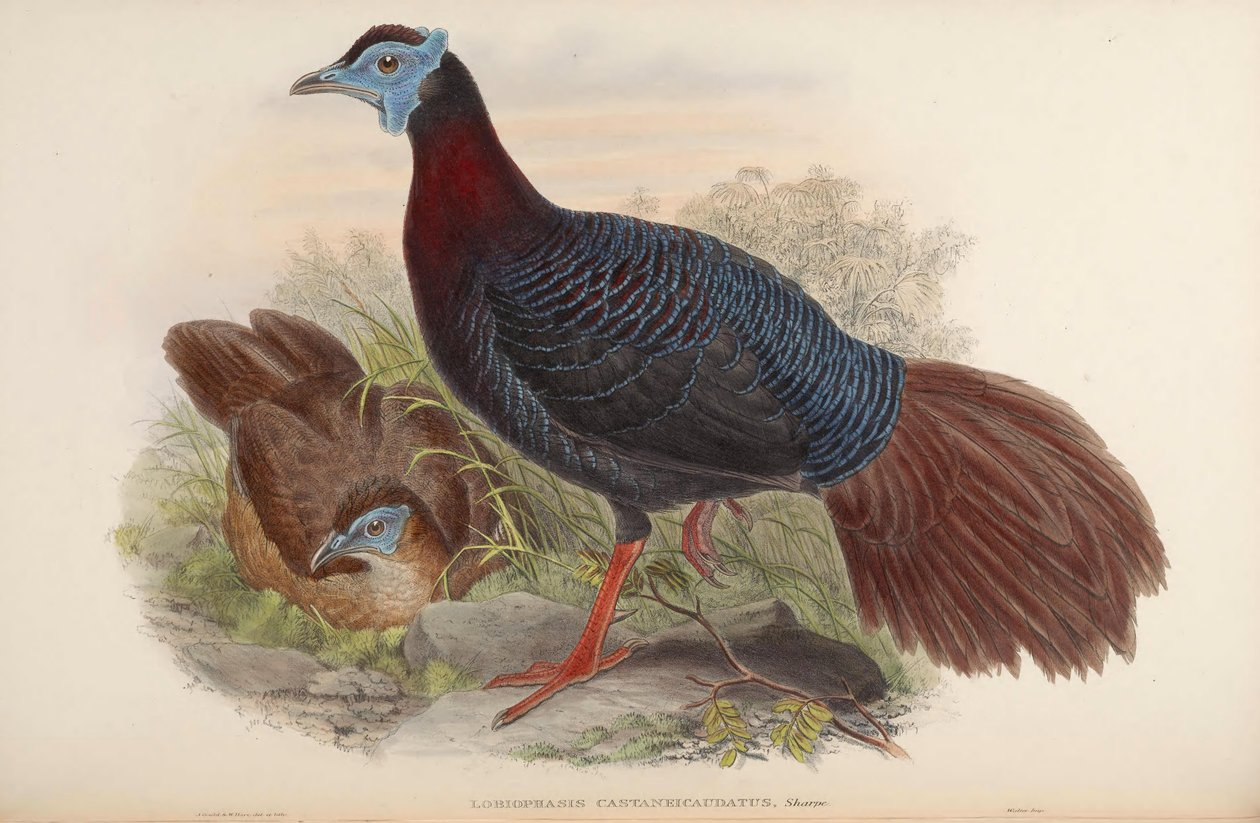 Lobiophasis castaneicaudatus = Lophura bulweri autorstwa John Gould