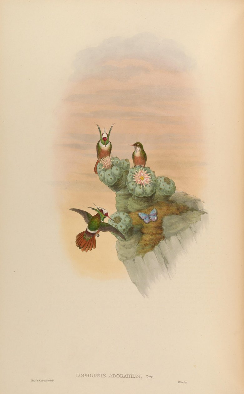Lophornis adorabilis autorstwa John Gould
