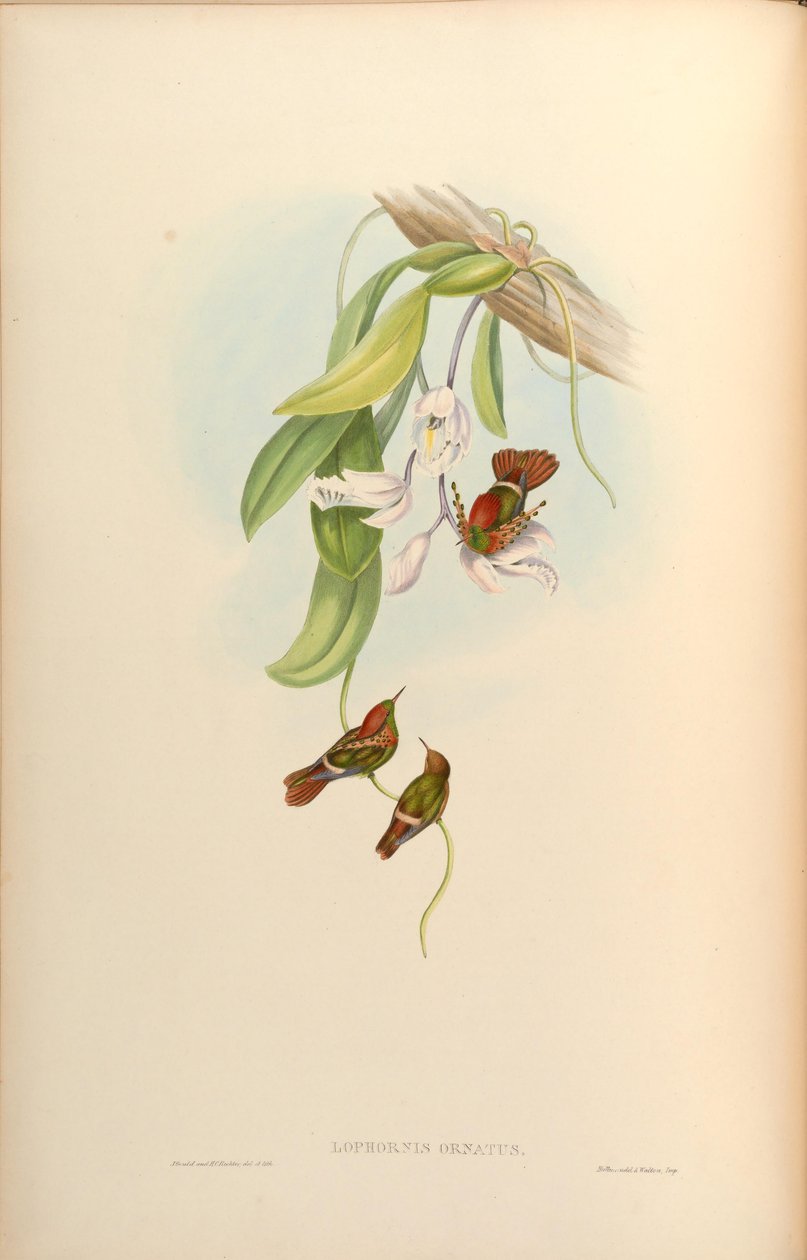 Lophornis ornatus autorstwa John Gould