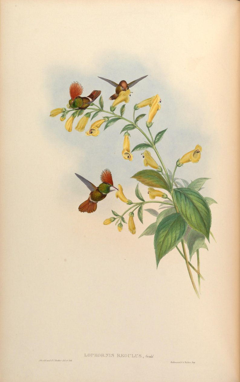 Lophornis regulus = Lophornis delattrei autorstwa John Gould