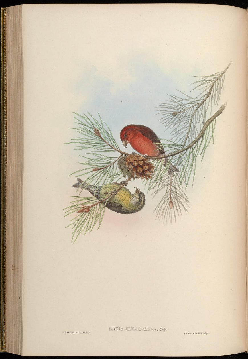 Loxia himalayensis = Loxia curvirostra himalayensis autorstwa John Gould