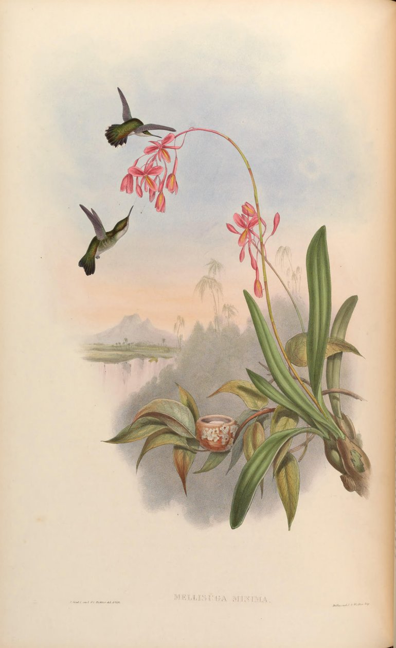 Minima Mellisugi autorstwa John Gould