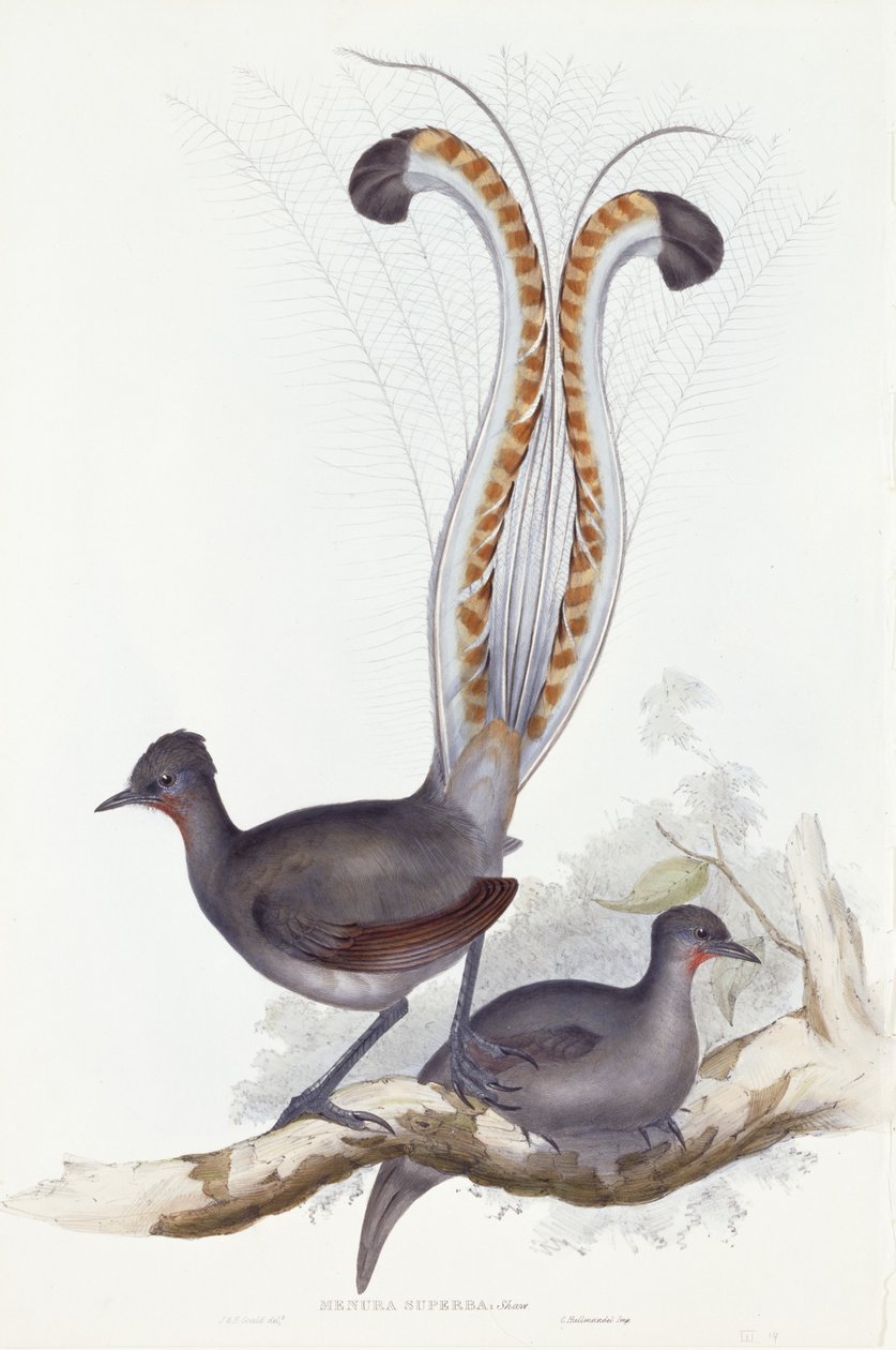 Menura Superba: Shaw. Pl. 14. Cz. III, 1837-1848 autorstwa John Gould