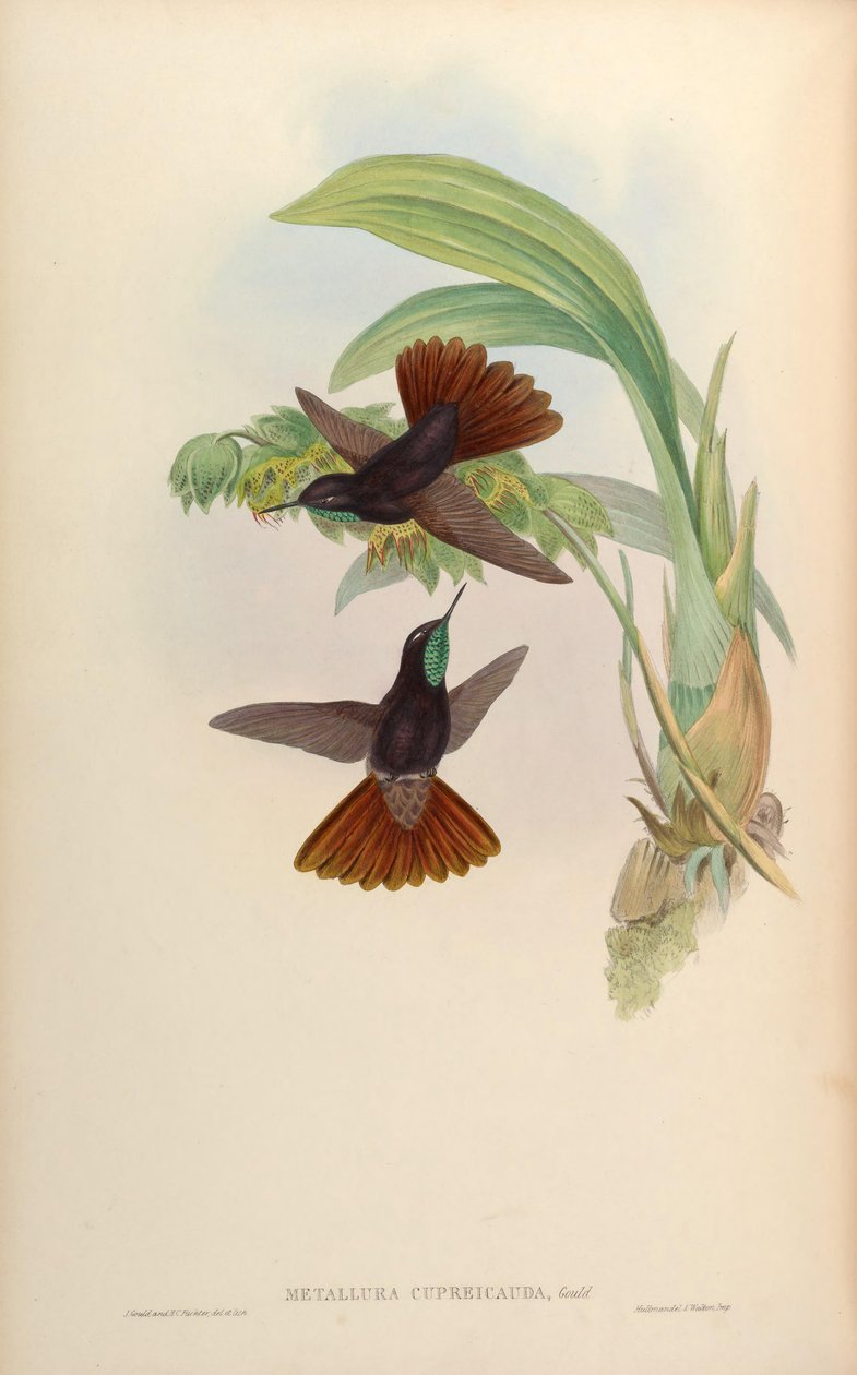 Metallura cupreicauda = Metallura Phoebe cupreicauda autorstwa John Gould