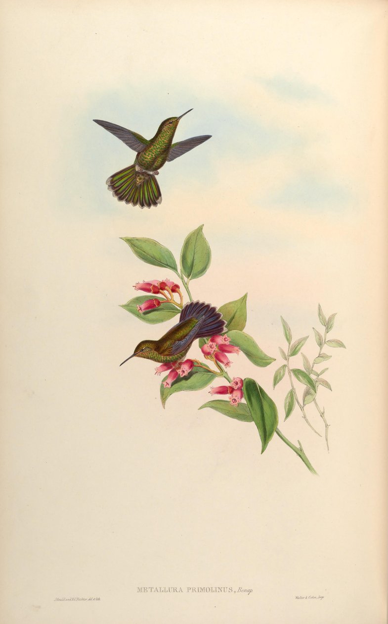 Metallura primolina = Metallura williami primolina autorstwa John Gould