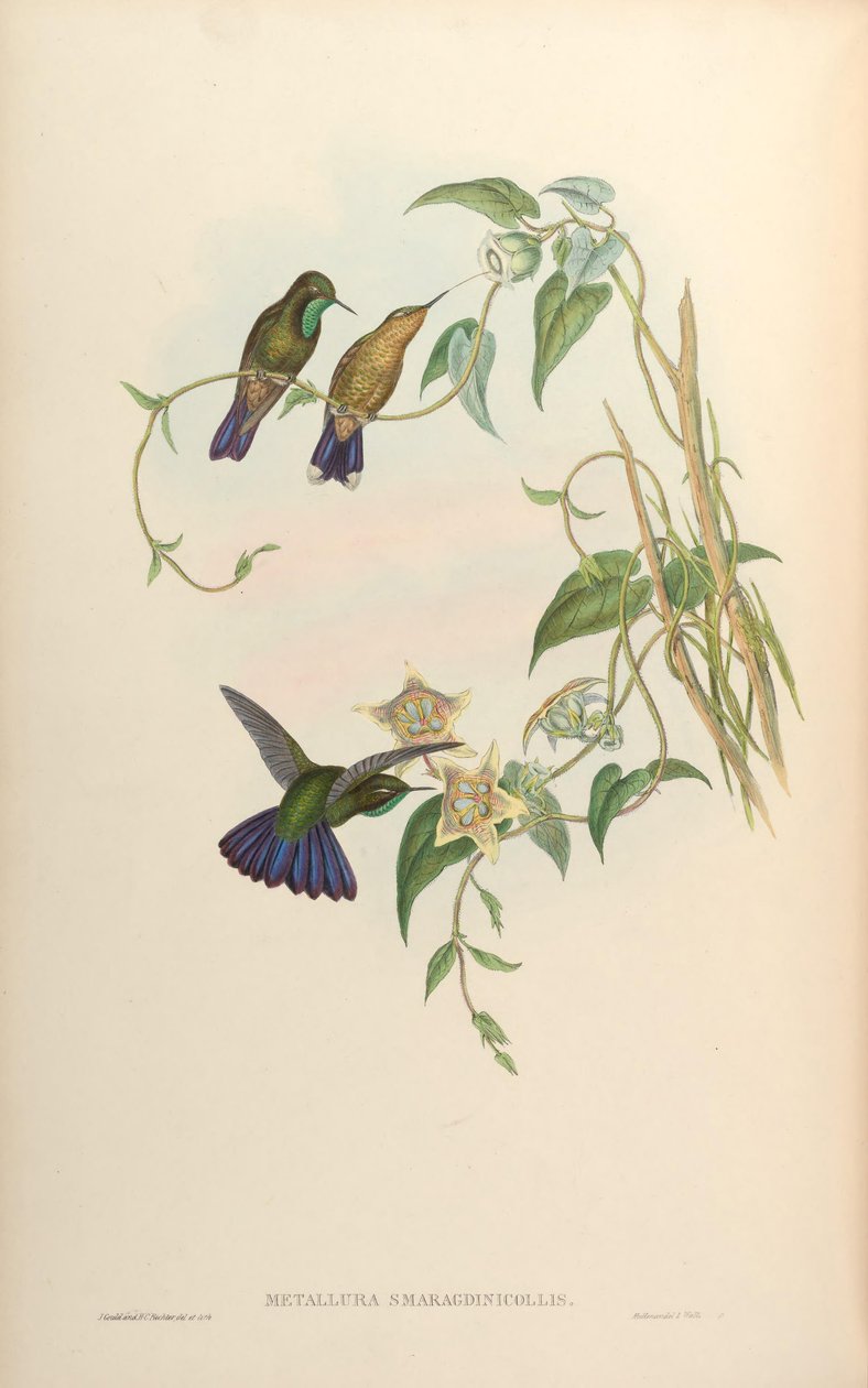 Szmaragdowa Metalurgia = Szmaragdowa Metalurgia Sera autorstwa John Gould