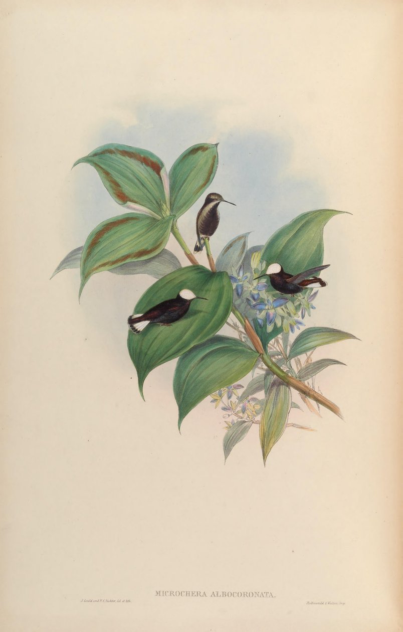 Microchera albocoronata autorstwa John Gould