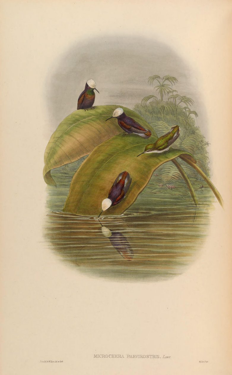 Microchera parvirostris = Microchera albocoronata parvirostris autorstwa John Gould