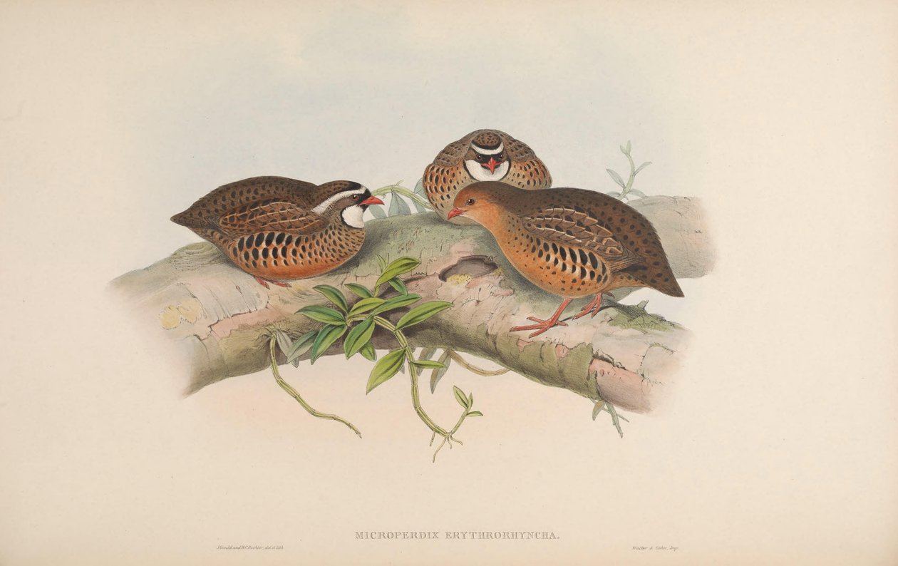 Micro Perdix erythrorhynchos = Perdicula erythrorhynchos autorstwa John Gould