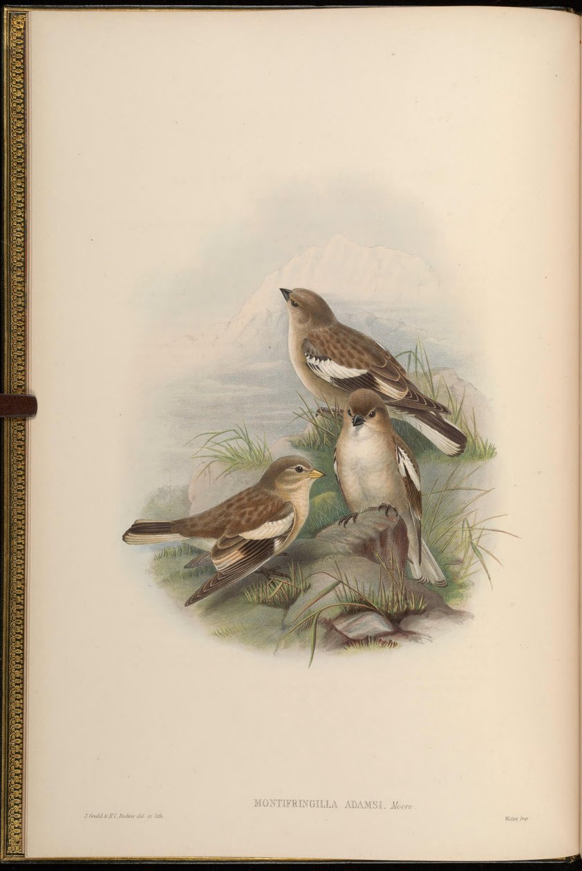Montifringilla adamsi autorstwa John Gould