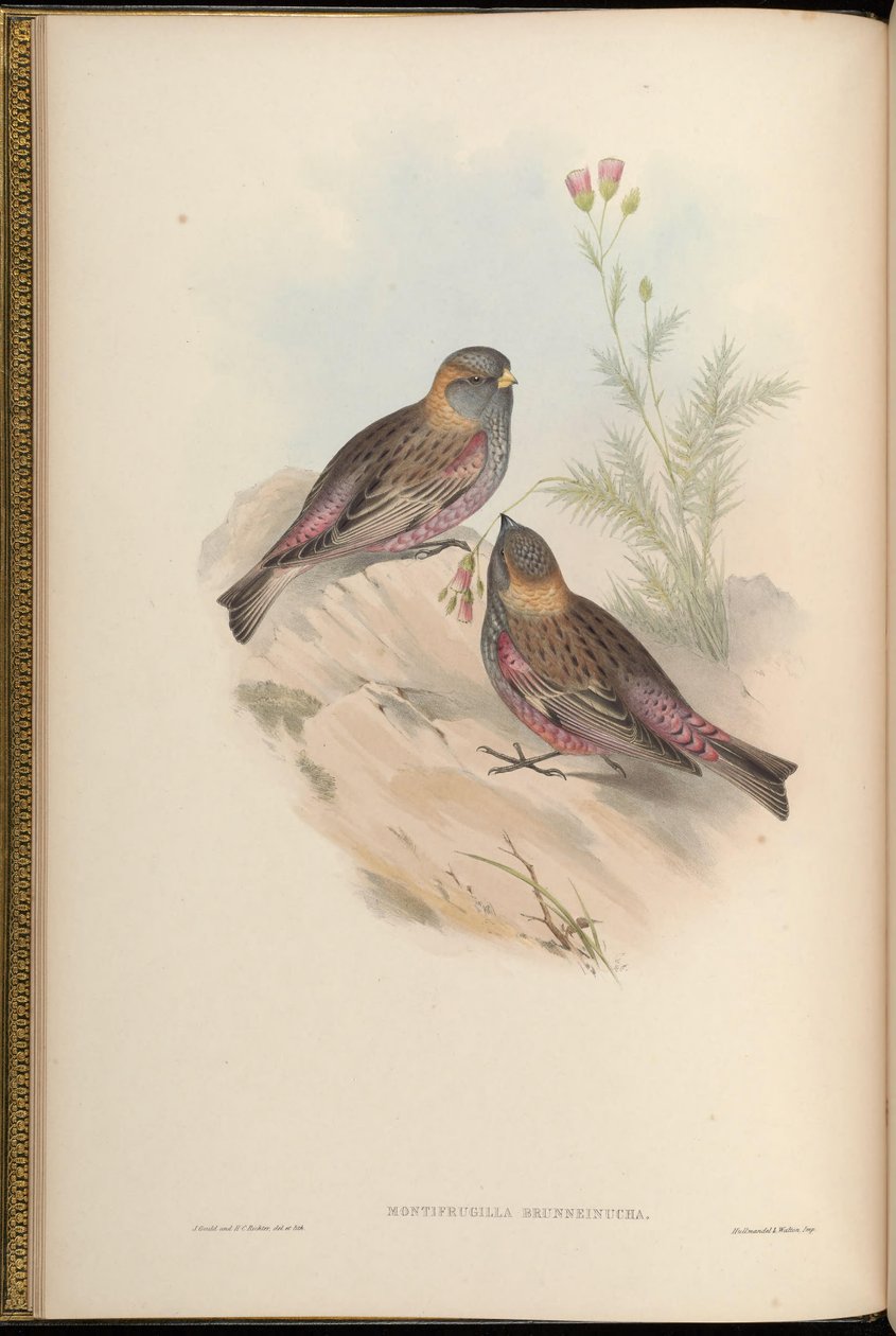 Montifringilla brunneinucha = Leucosticte brunneinucha = Leucosticte arctoa brunneinucha [2] autorstwa John Gould
