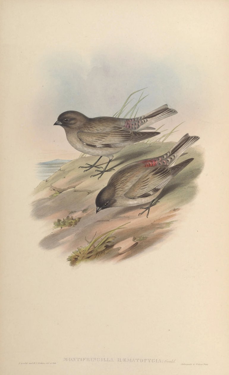 Montifringilla haematopygia = Leucosticte brandti haematopygia autorstwa John Gould