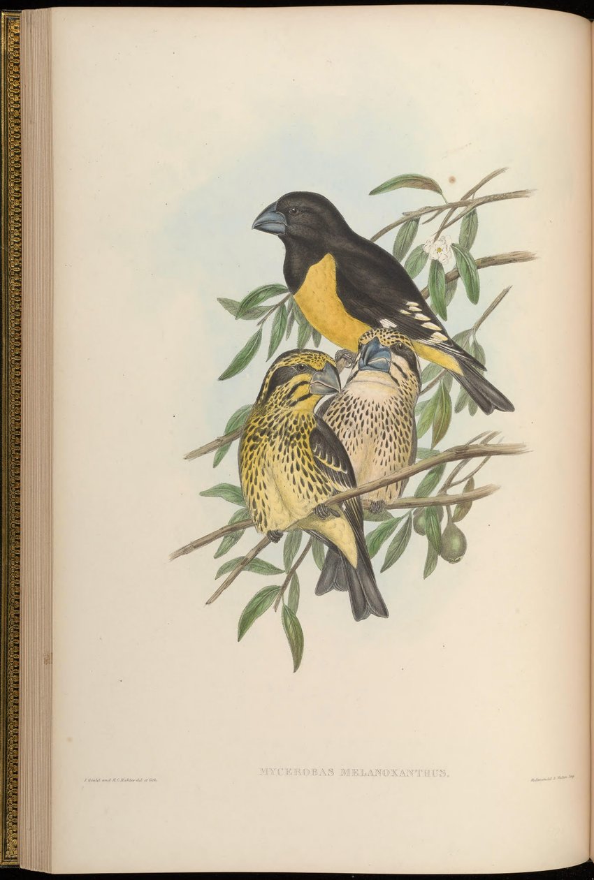Mycerobas melanozanthos autorstwa John Gould