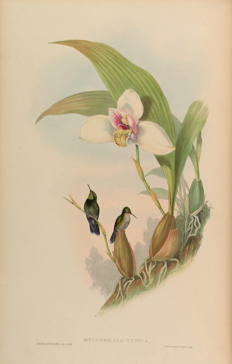 Myiabeilla typica = Abeillia abeillei autorstwa John Gould