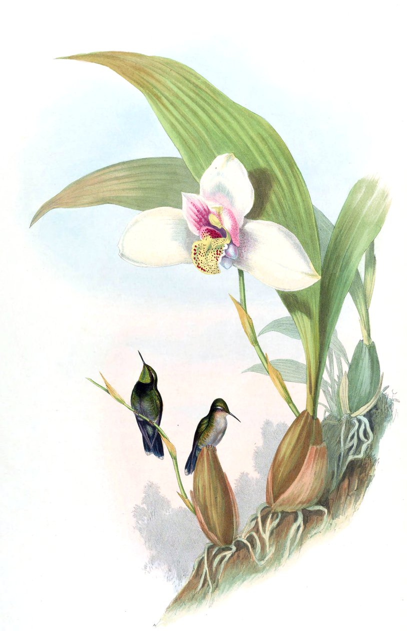 Myiabeilla typica = Abeillia abeillei autorstwa John Gould