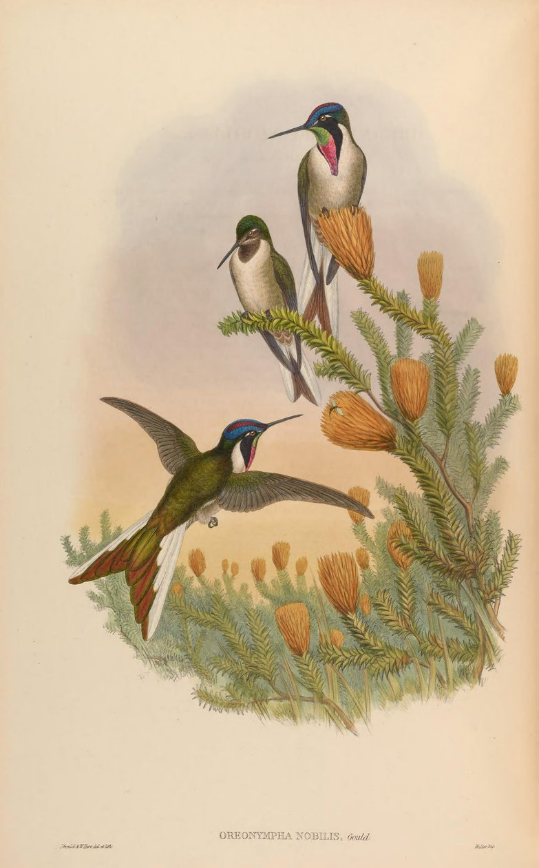 Oreonymfa autorstwa John Gould