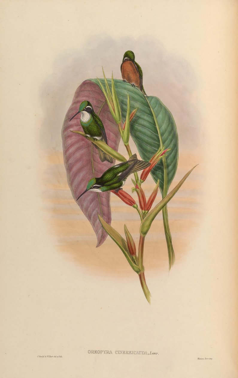 Oreopira cinereicauda = Lampornis cinereicauda autorstwa John Gould