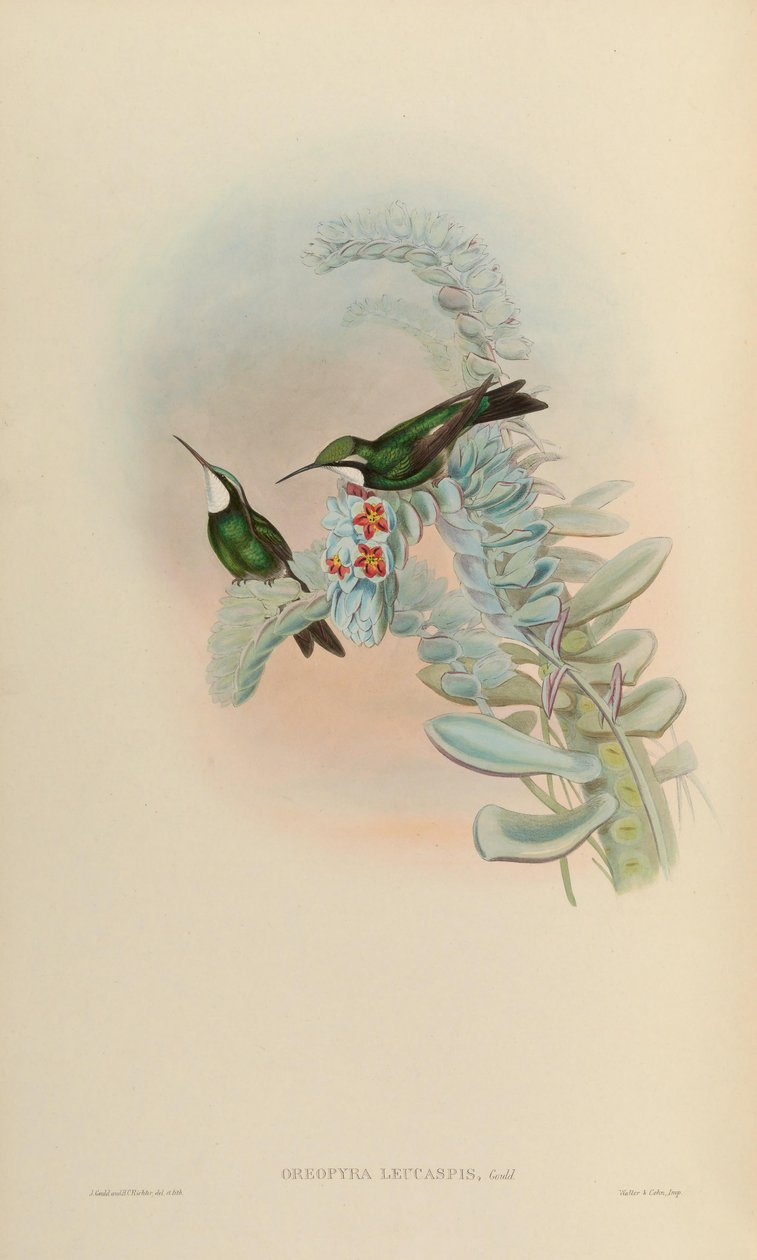 Oreopira leucaspis = Lampornis castaneoventris autorstwa John Gould