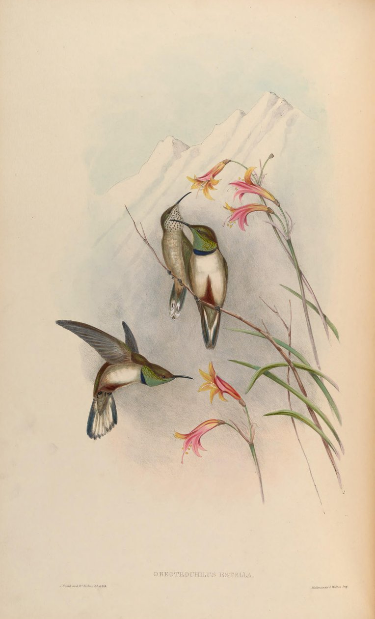 Oreotrochilus estella autorstwa John Gould
