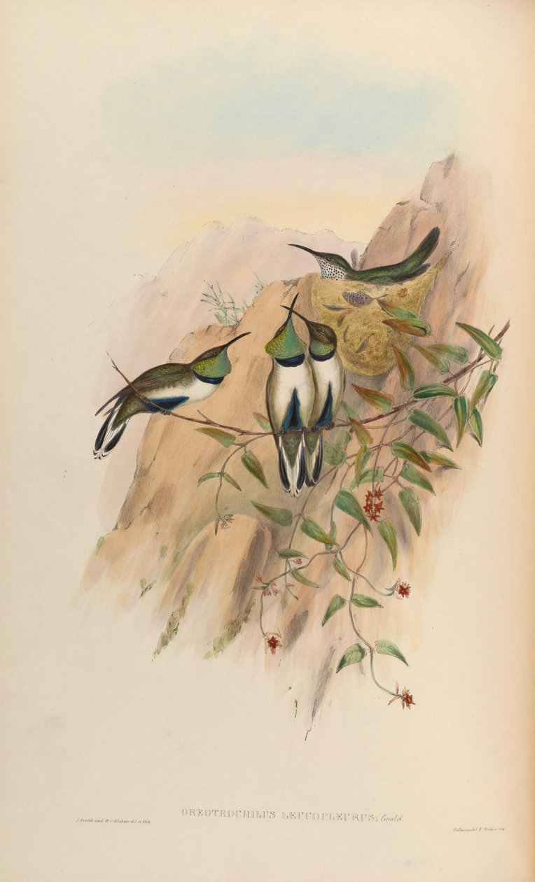 Oreotrochilus leucopleurus autorstwa John Gould