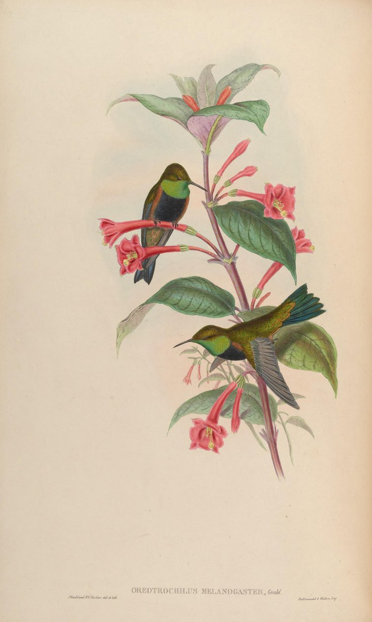 Oreotrochilus melanogaster autorstwa John Gould