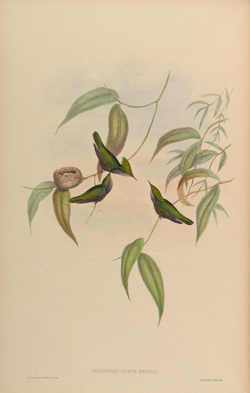 Orthorhynchus exilis = Orthorhynchus cristatus exilis autorstwa John Gould