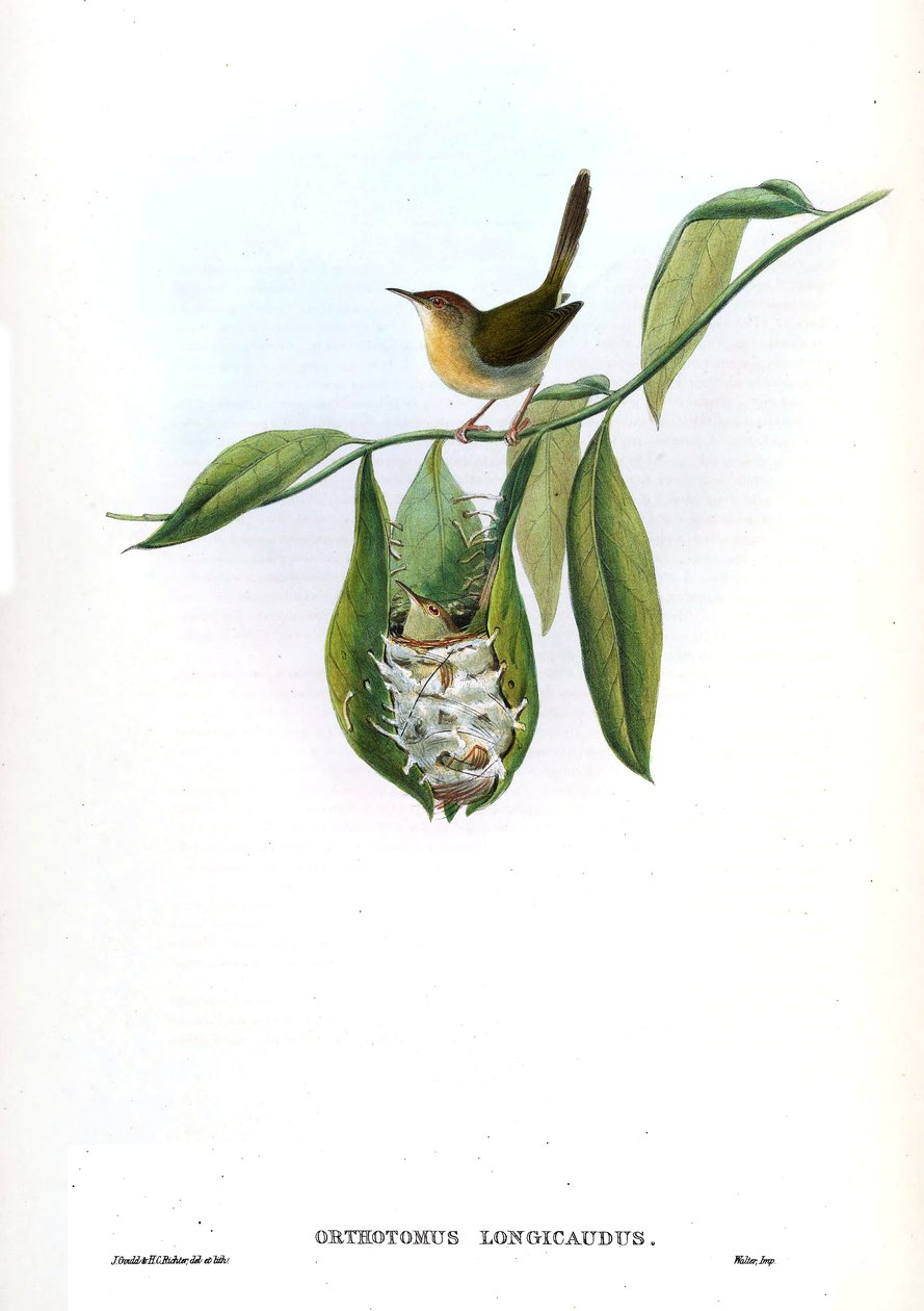 Orthotomus longicaudus = Orthotomus sutorius longicaudus autorstwa John Gould