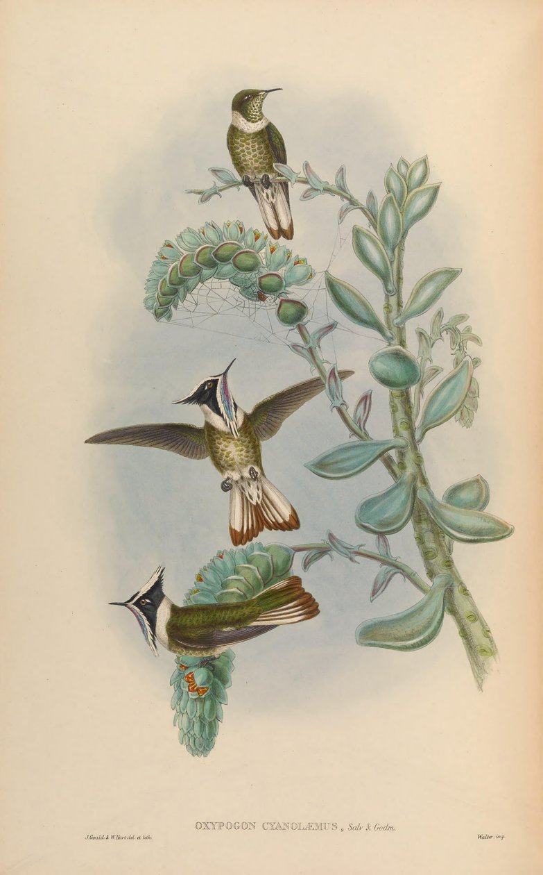 Oxypogon cyanolaemus = Oxypogon guerinii cyanolaemus autorstwa John Gould