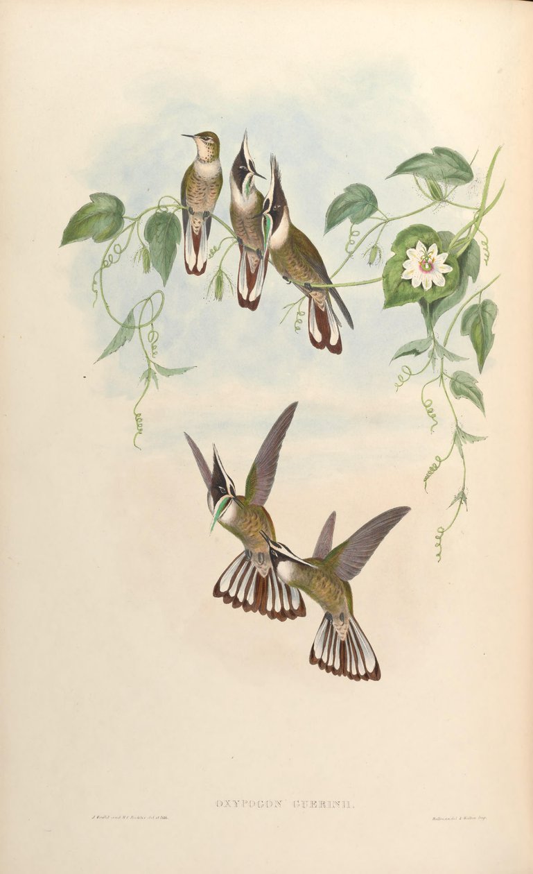 Oxypogon guerinii autorstwa John Gould