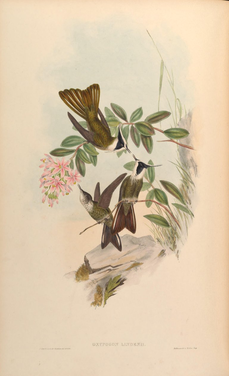 Oxypogon lindenii = Oxypogon guerinii lindenii autorstwa John Gould