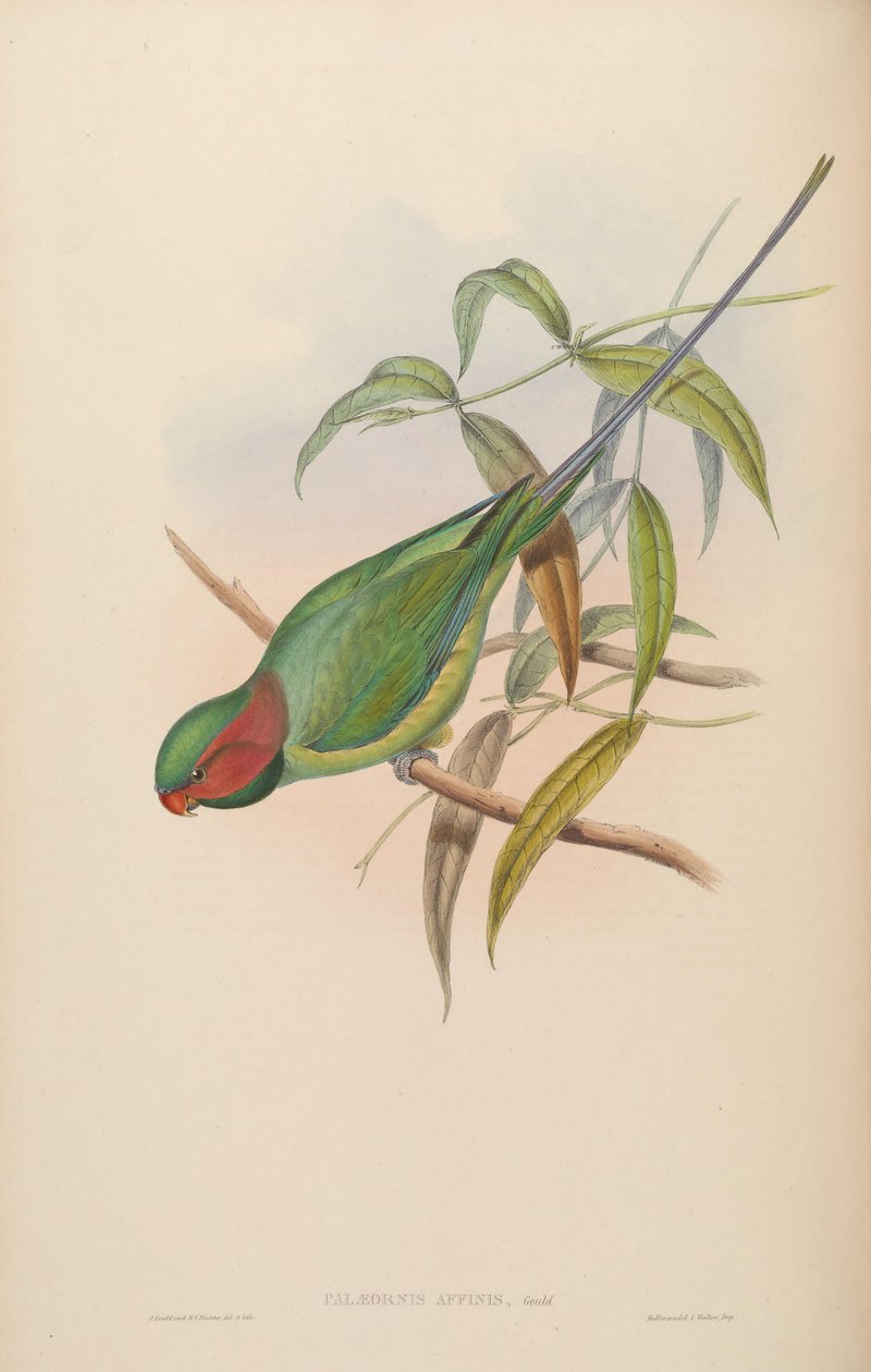 Palaeornis affinis = Psittacula longicauda autorstwa John Gould