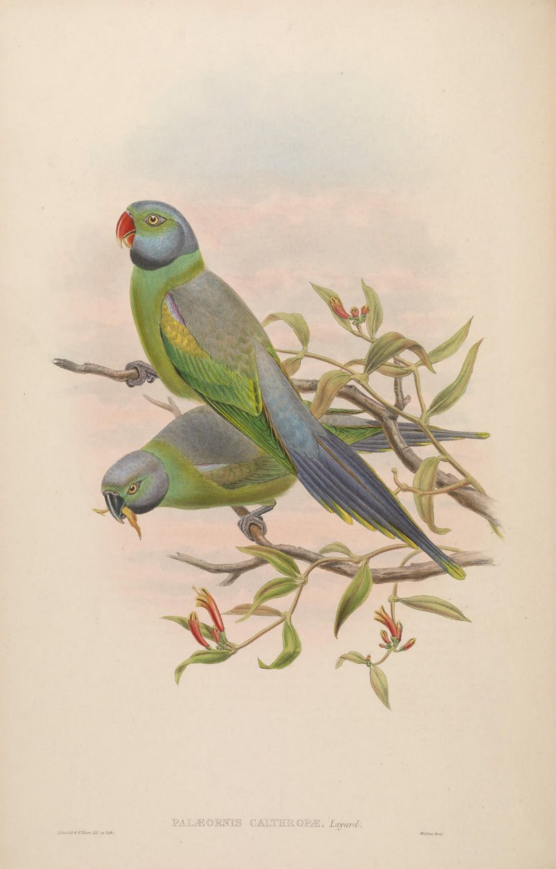 Palaeornis calthropae = Psittacula calthropae autorstwa John Gould