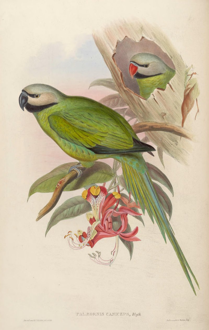 Palaeornis caniceps = Psittacula caniceps autorstwa John Gould