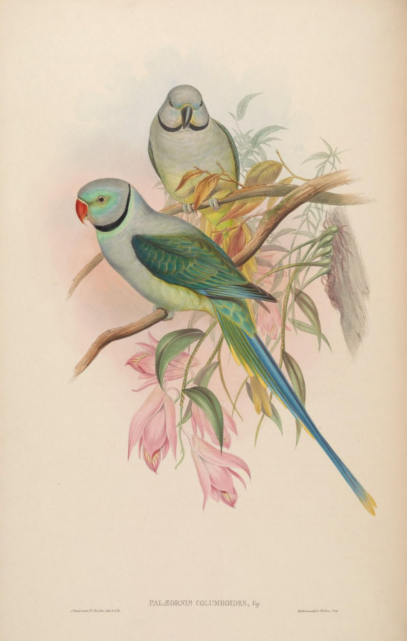 Palaeornis columboides = Psittacula columboides autorstwa John Gould