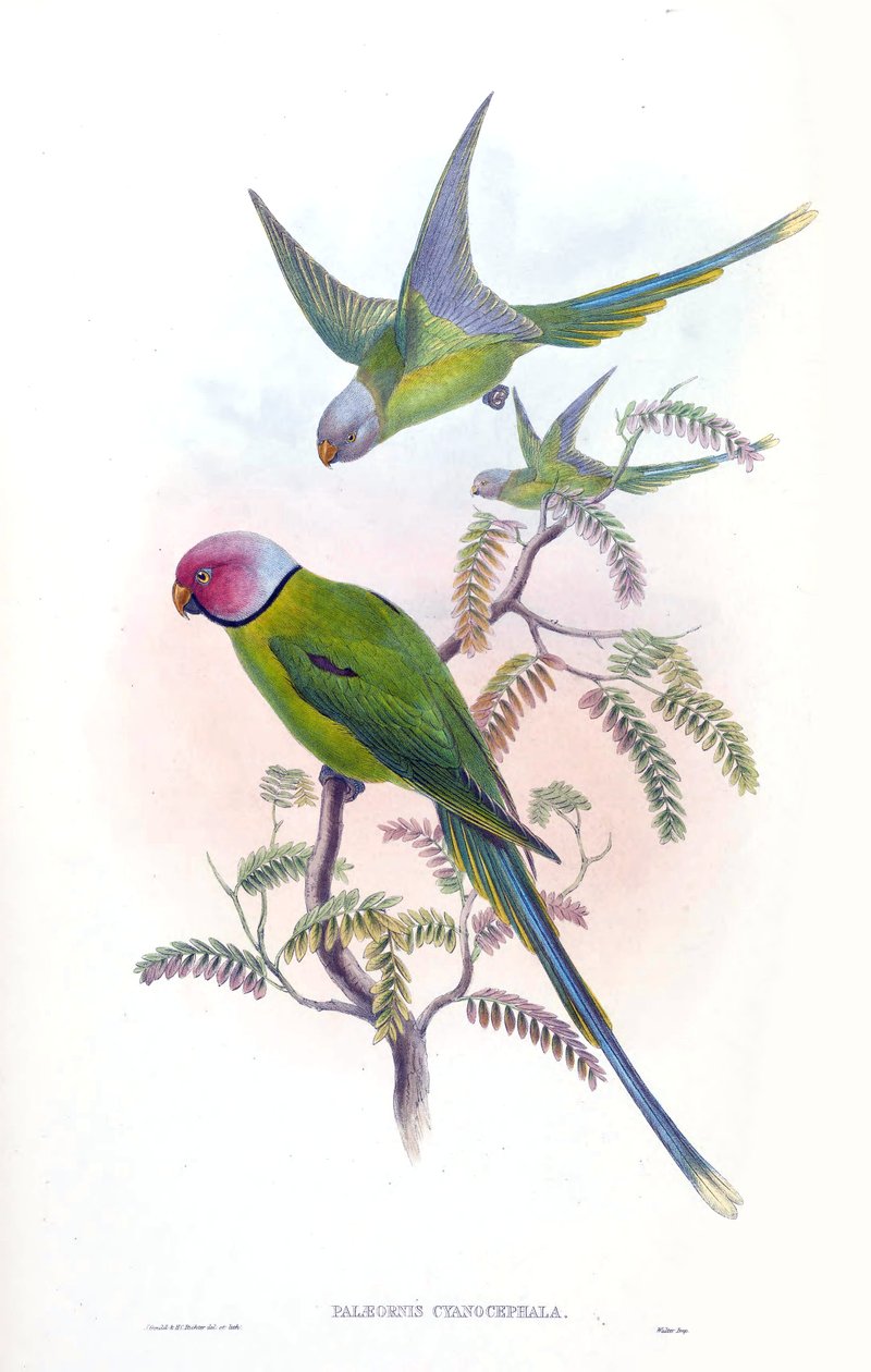 Palaeornis cyanocephalus = Psittacula cyanocephala [2] autorstwa John Gould