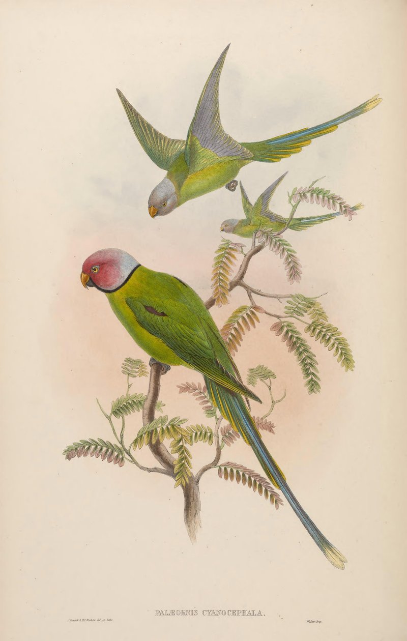 Palaeornis cyanocephalus = Psittacula cyanocephala [2] autorstwa John Gould