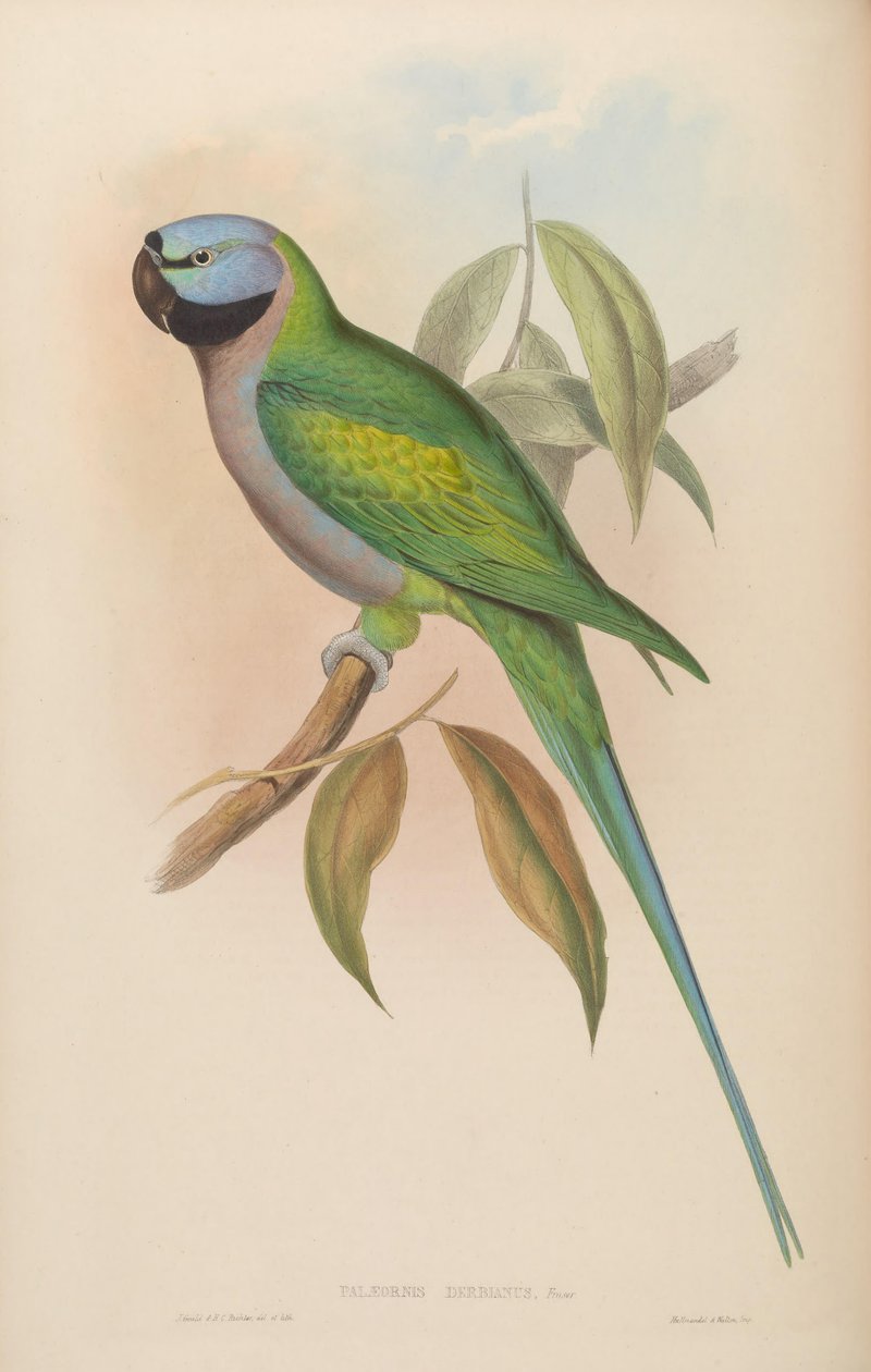 Palaeornis derbianus = Psittacula derbiana autorstwa John Gould