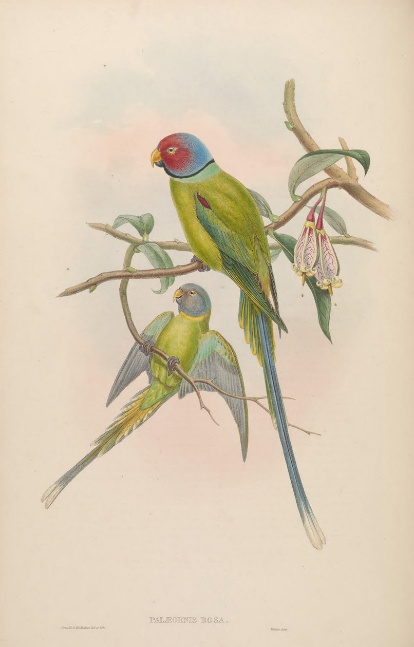 Palaeornis rosa = Psittacula roseata autorstwa John Gould