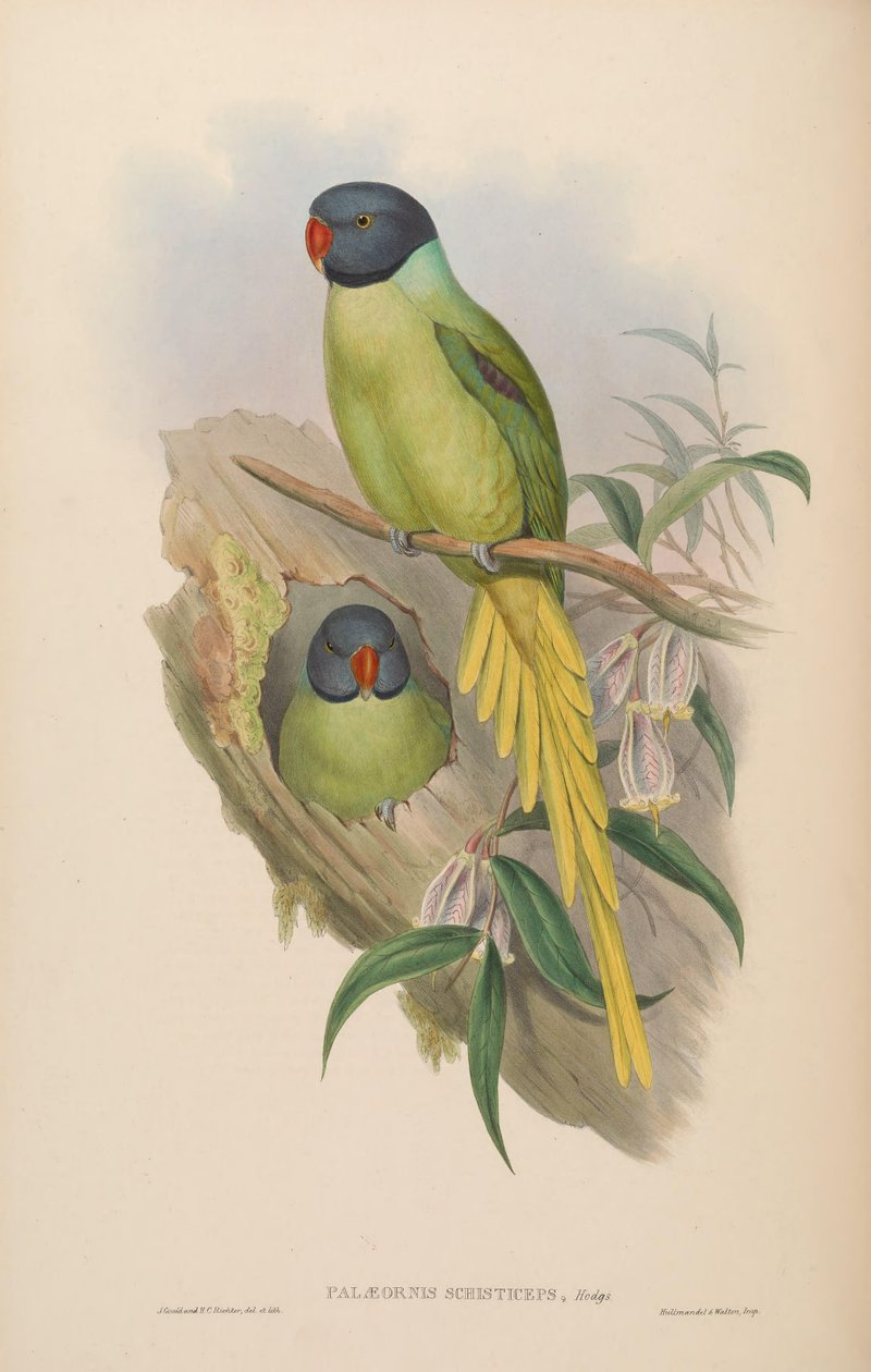 Palaeornis schisticeps = Psittacula finschii autorstwa John Gould