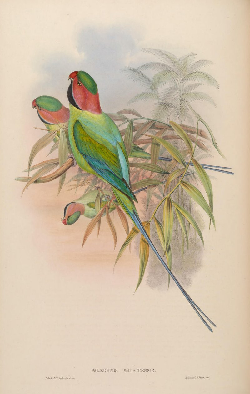 Palæornis malaccensis = Psittacula longicauda nicobarica autorstwa John Gould