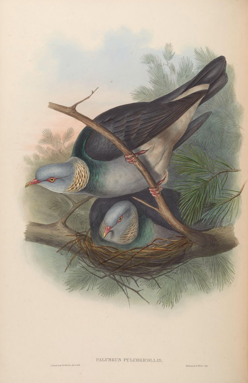 Kolumb autorstwa John Gould